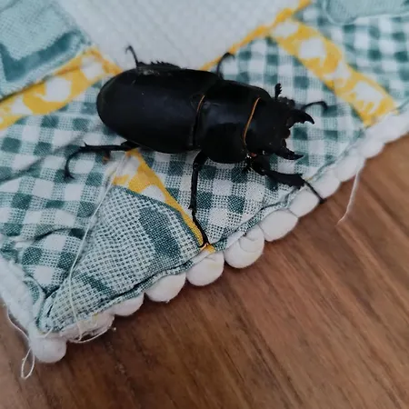 Appartamento Casa Do Forno Fr *