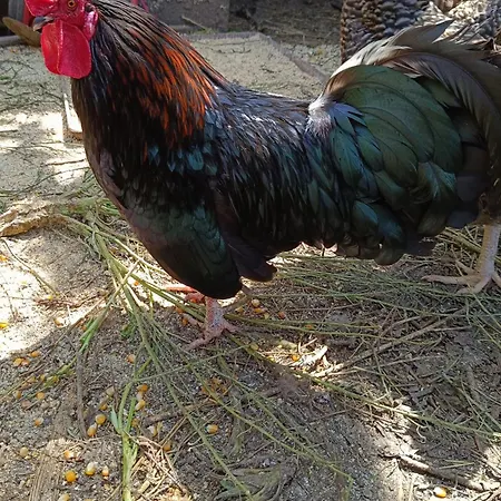 Casa Do Forno Fr * Mondim de Basto