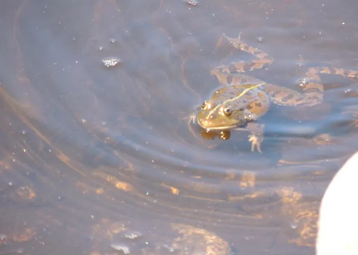 Casa Do Forno Fr Lejlighed *