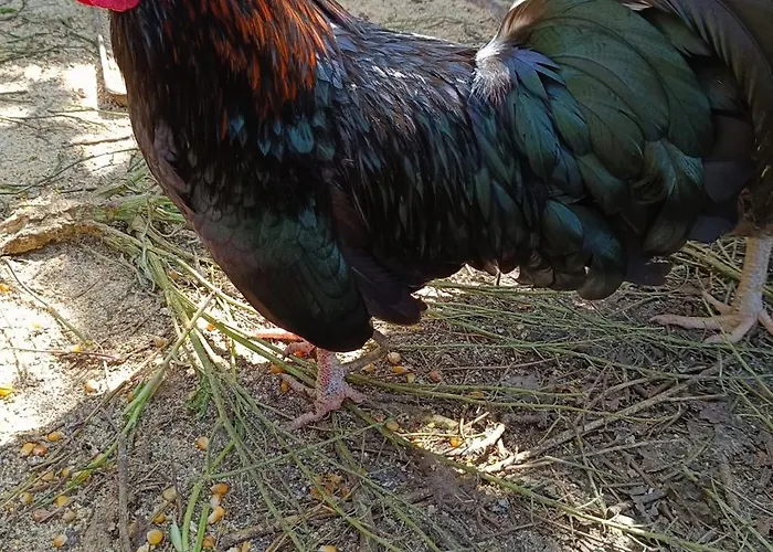 Casa Do Forno Fr * Mondim de Basto